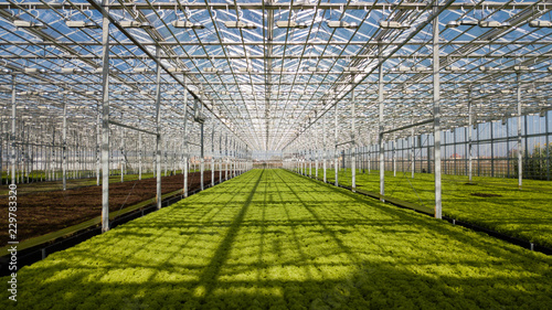 Big modern greenhouse with green fresh salad. Organic hydroponic vegetable cultivation farm. Healthy food concept