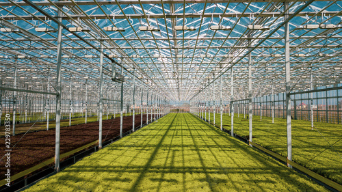 Big greenhouse with fresh organic salad. Modern hydroponic lettuce farm. Healthy life
