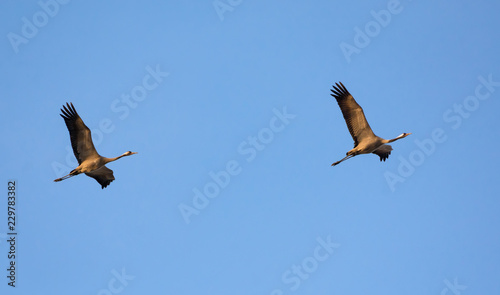 Pair of Common Cranes in sync flight with blue sky as background photo