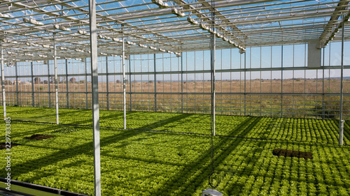 Big modern greenhouse with hydroponic system. Green fresh lettuce salad in the greenhouse. Healthy organic food.