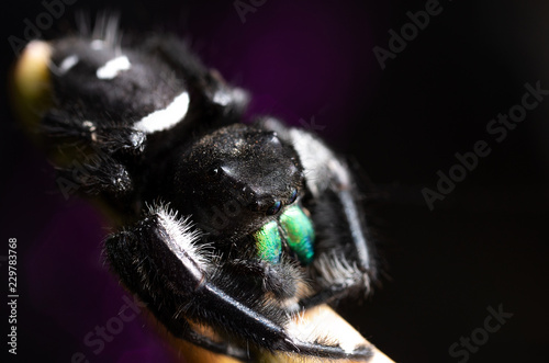 Jumping spider
