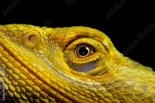 Bearded Dragon