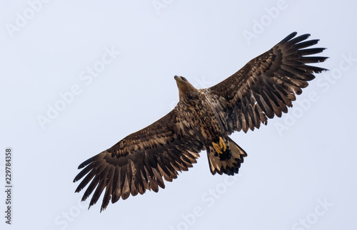 Young White-tailed eagle soars in sky with wide spreaded wings and tail