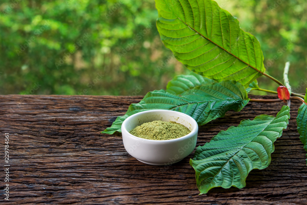 Mitragynina speciosa or Kratom leaves with powder product in white ceramic bowl on wood table and blurred nature background - obrazy, fototapety, plakaty 