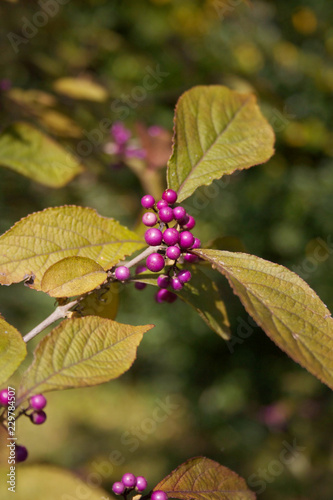 Callicarpa bodinieri bush in the garden. Bodinier beautyberry with ripe purple berries photo