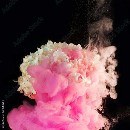 ink in water - pink ink smoke  around a hydrangea flower on a black background5 photo