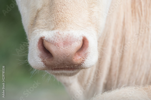 museau vache nez charolaise élevage agriculture agricole bio viande