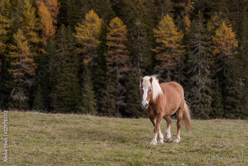 Horse in the autumn Dolomites, in Italy, Misurina