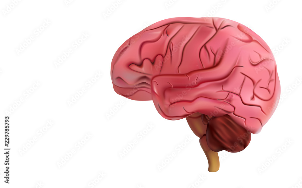 Brain imaging Is a 3D illustration format. Brain imaging Is a 3D illustration format.