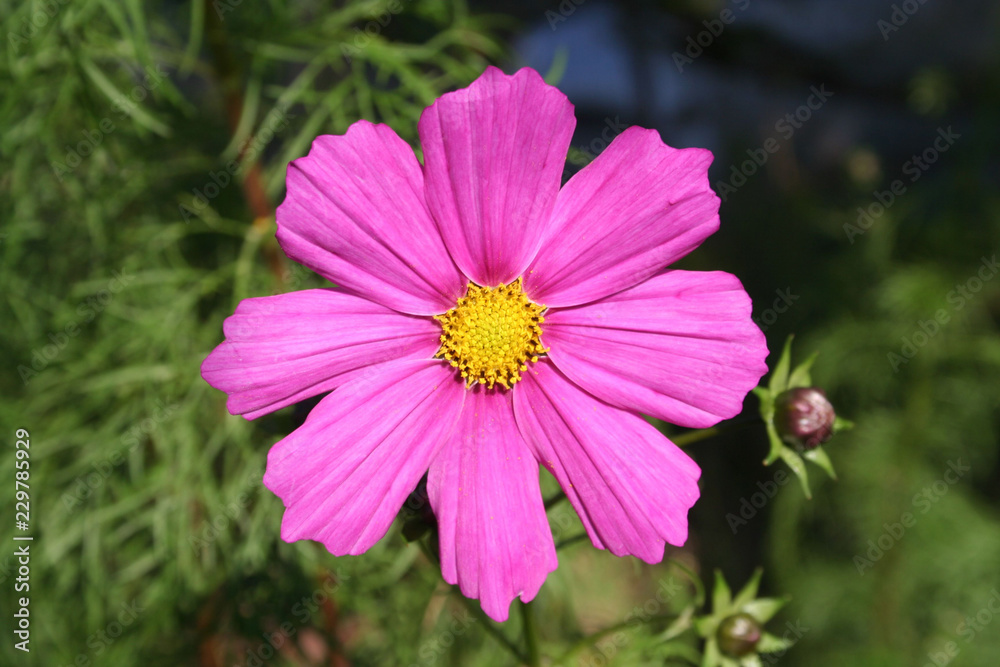 Pink Cosmos flower on plant. Cosmos Bipinnatus with blurred background
Pink Cosmos flower on plant. Cosmos Bipinnatus with blurred background