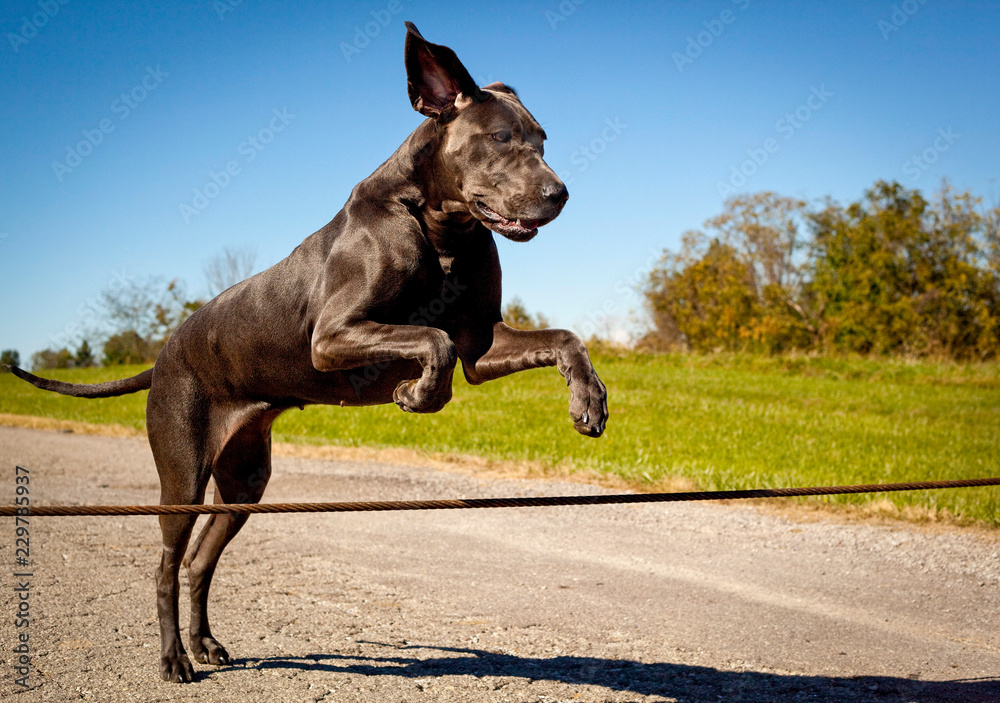 A beautiful and powerful blue colored great Dane leaps over a wire in a picturesque outdoor scene A beautiful and powerful blue colored great Dane leaps over a wire in a picturesque outdoor scene