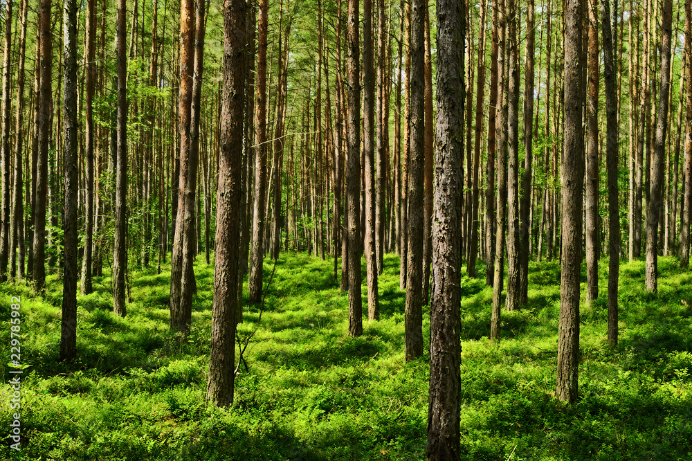 Evergreen coniferous pine forest with green bilberry plants on the forest floor. Pinewood with Scots or Scotch pine Pinus sylvestris trees growing in Pomerania, Poland. Evergreen coniferous pine forest with green bilberry plants on the forest floor. Pinewood with Scots or Scotch pine Pinus sylvestris trees growing in Pomerania, Poland.