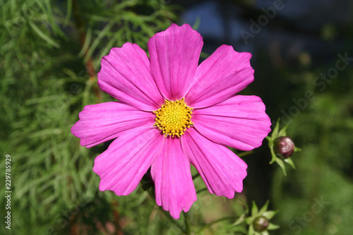 Pink Cosmos flower on plant. Cosmos Bipinnatus with blurred background  
