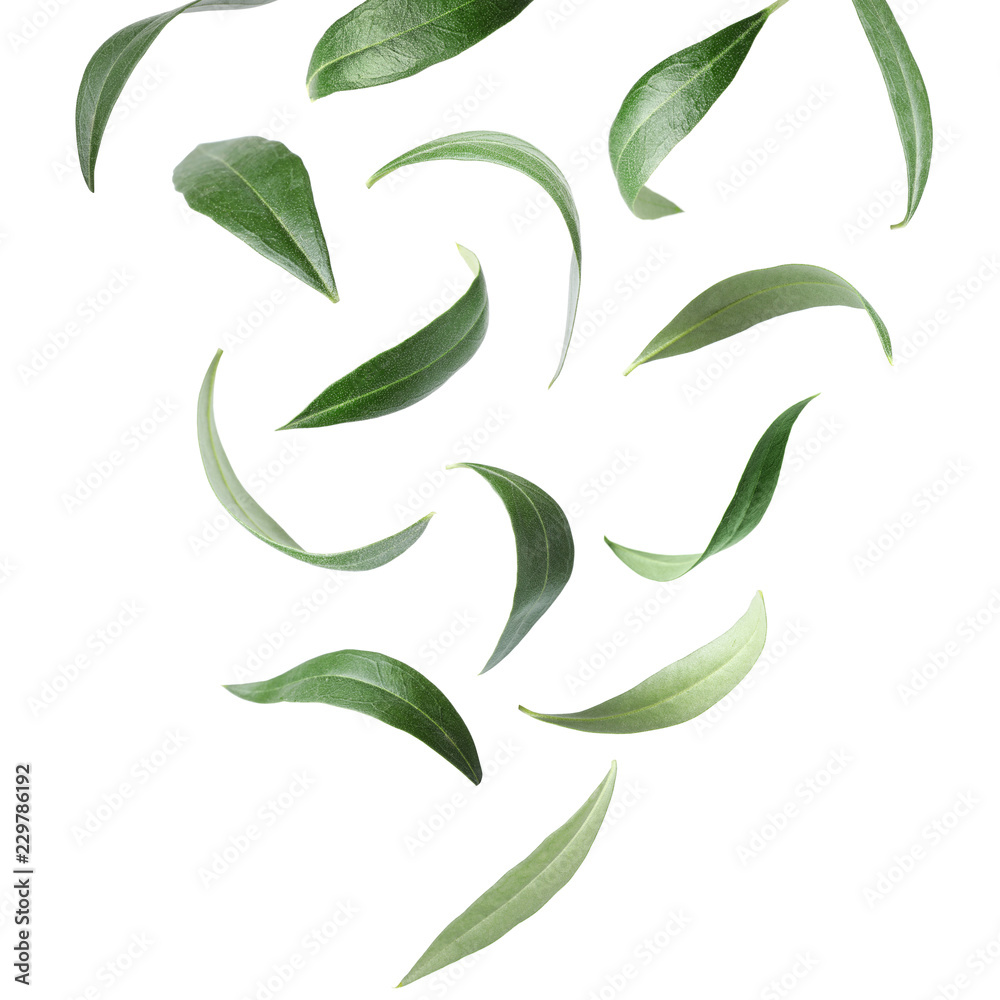 Set with green olive leaves falling on white background - obrazy, fototapety, plakaty 
