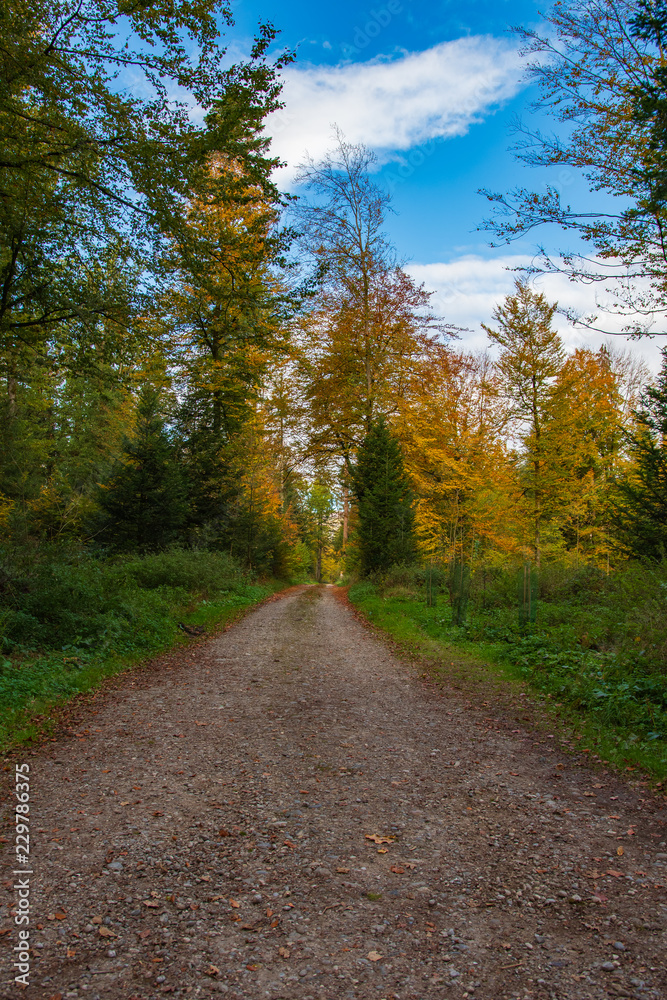 Fototapeta premium Herbstwald mit satten Farben