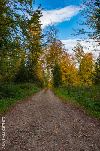 Herbstwald mit satten Farben © Tobias