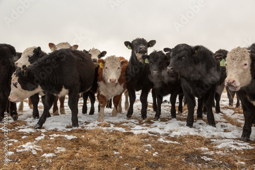 Cattle Hereford and Angus cow in a row, somes looking at the camera in a field in winter in Alberta