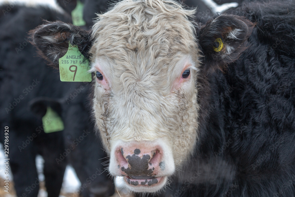 Black and white Hereford beef head close up looking at the camera and exhaled breath in cold air Black and white Hereford beef head close up looking at the camera and exhaled breath in cold air