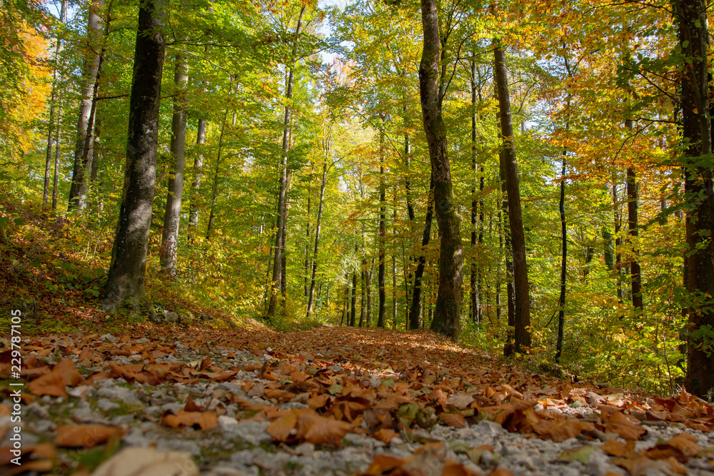 Weg im Herbstwald