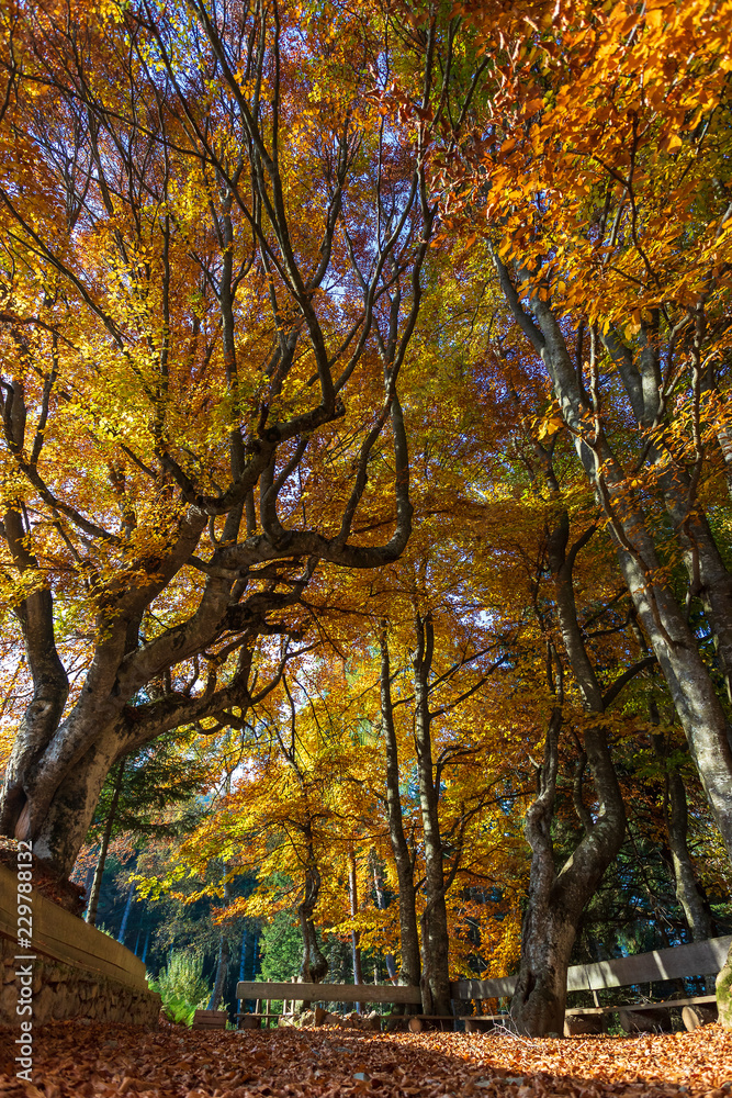 alberi maestosi visti dal basso in autunno