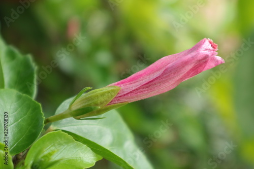 pink flower