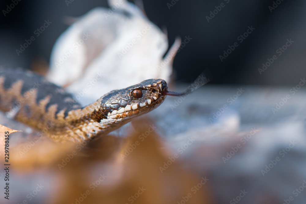 Obraz premium grass snake Natrix natrix close-up