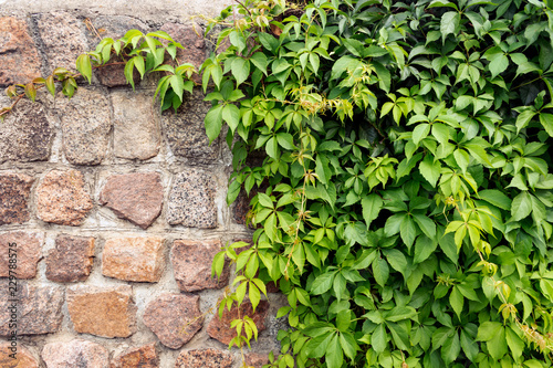 green ivy on a stone wall