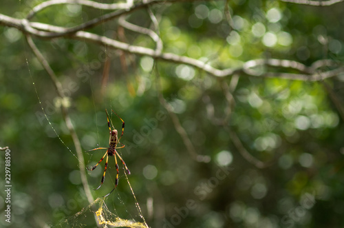 Spider