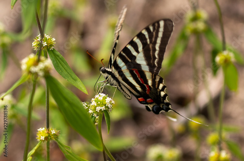 Zebra Butterfly on flower