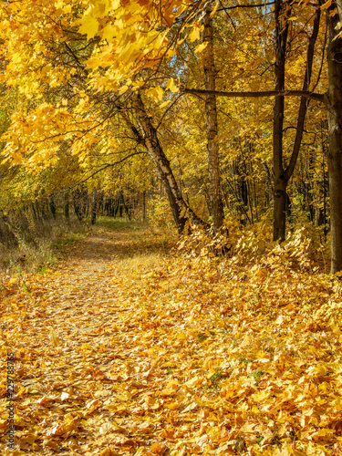 Footpath covered by fallen leaves among trees with yellow foliage at autumn sunny day