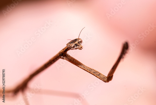 Mantis