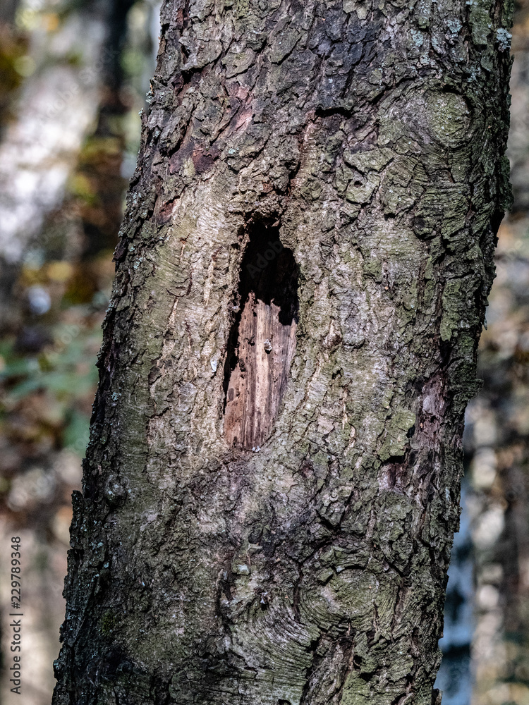Fototapeta premium Bark of tree natural wood for texture 