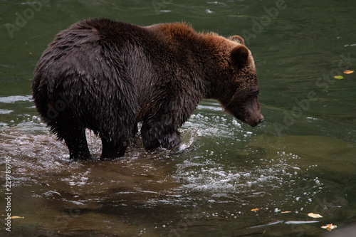Grizzly bear by river