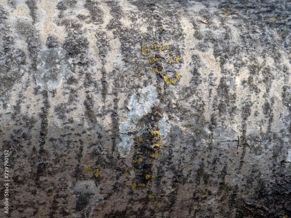 Bark of tree natural wood for texture Bark of tree natural wood for texture