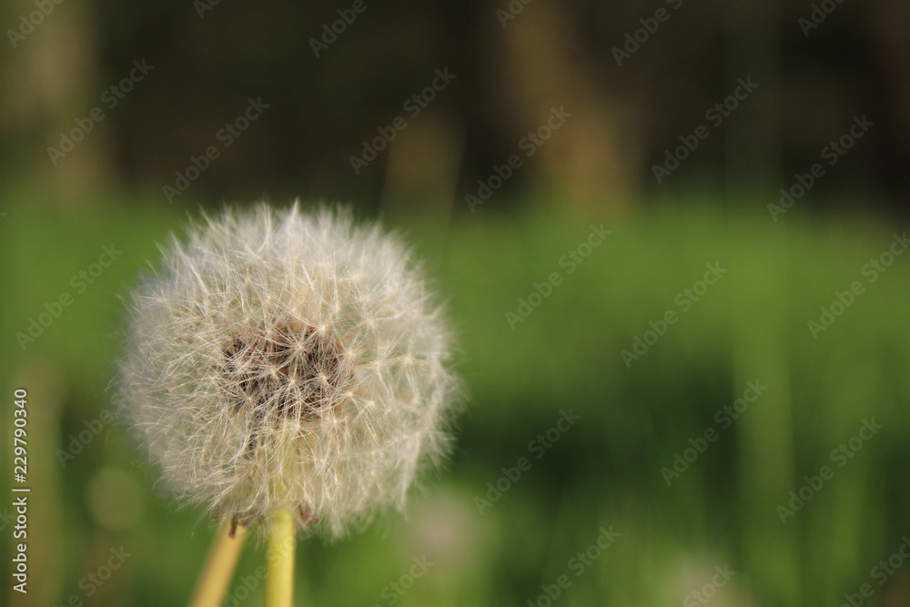 dandelion plant on a green field in Germany
dandelion plant on a green field in Germany