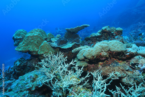 Fototapeta Naklejka Na Ścianę i Meble -  Great Barrier Reef