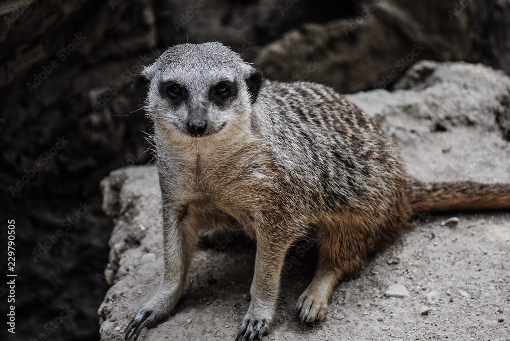 Fototapeta premium meerkat on guard