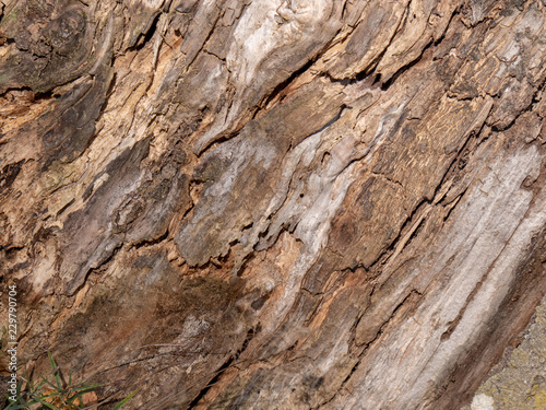 Bark of tree natural wood for texture 