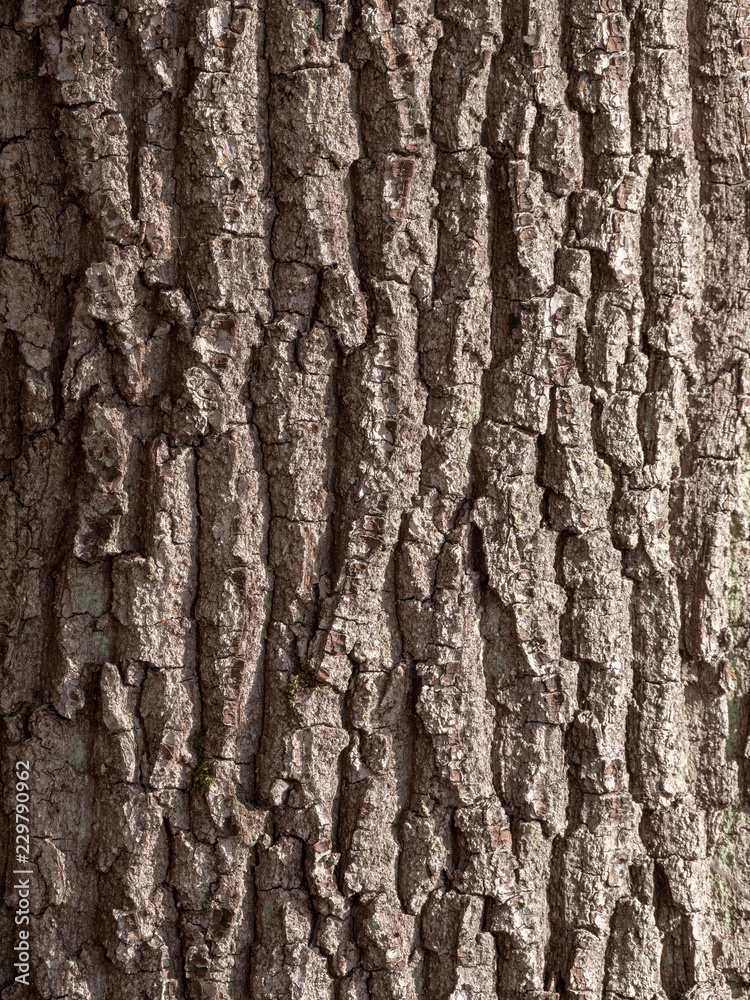 Obraz premium Bark of tree natural wood for texture 