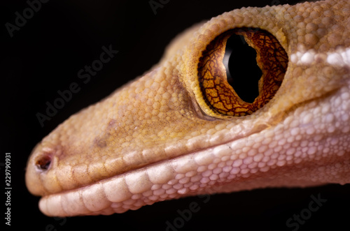 Gecko Close up