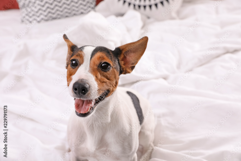 Cute Jack Russel Terrier at home. Adorable pet - obrazy, fototapety, plakaty 