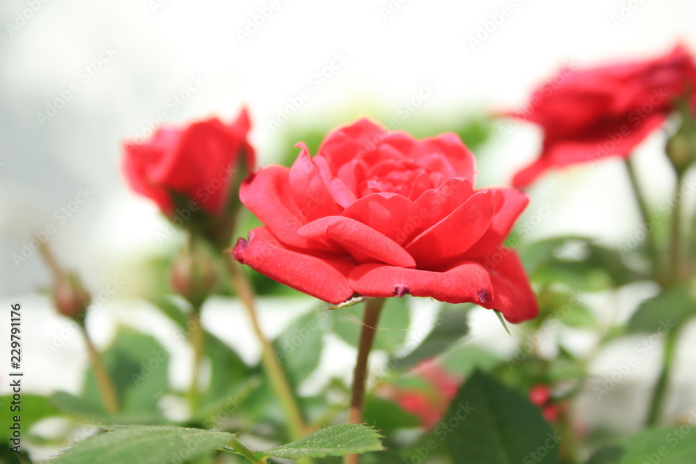 red roses during summer in garden
red roses during summer in garden