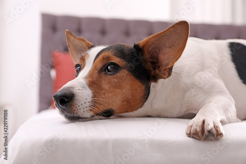 Cute Jack Russel Terrier at home. Adorable pet