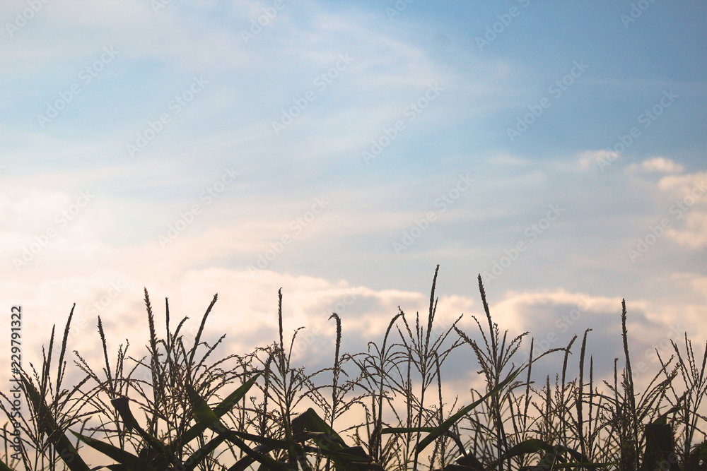 Obraz premium minimal details of corn plants with sunset sky 