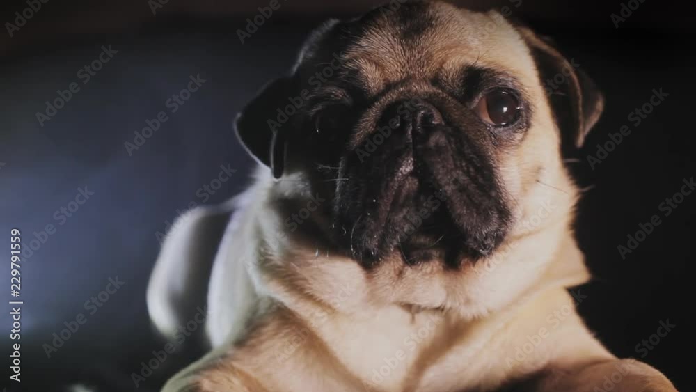 Portrait of a cute pug dog in the dark Portrait of a cute pug dog in the dark