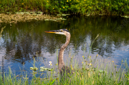 great blue heron in the lake