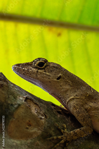 Backlit anole