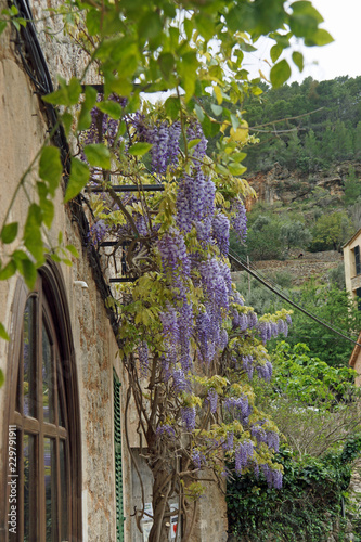 Spanien, Balearen,  Mittelmeer, Mallorca, Deia, Balearen