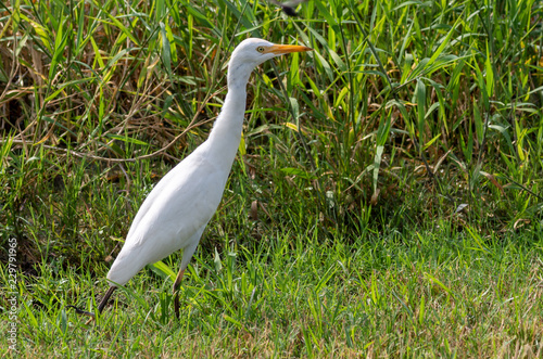 Egret grass background