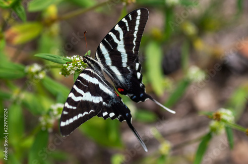 Zebra Swallowtail